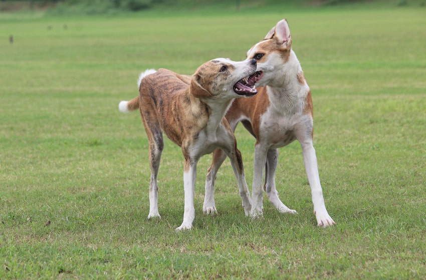 7 Types of Aggression in Dogs
