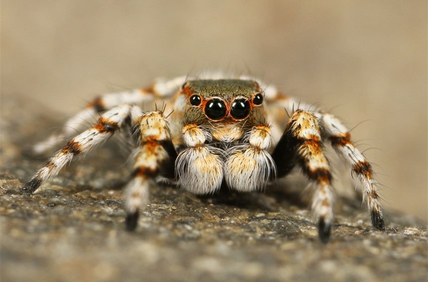  Spider Names: Complete Guide to Naming Your Eight-Legged Pet