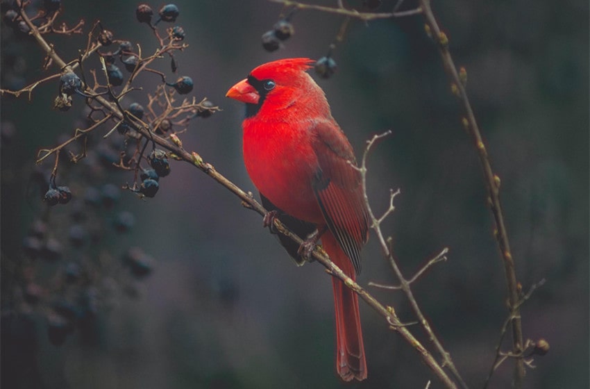  What Does It Mean When You See A Cardinal? Spiritual Symbolism
