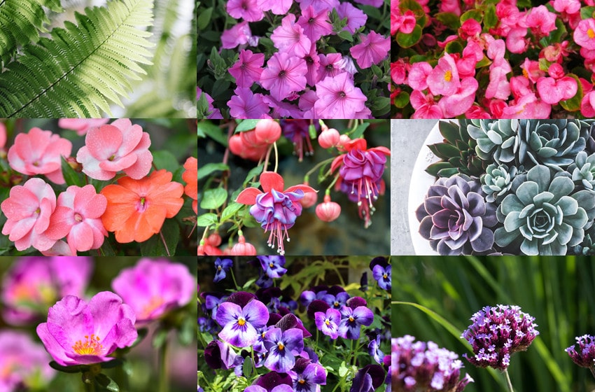 best flowers for hanging baskets