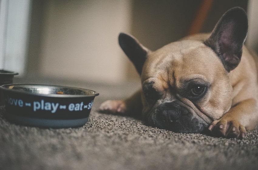  Human Foods For Dogs: A List Of What They Can And Can’t Eat