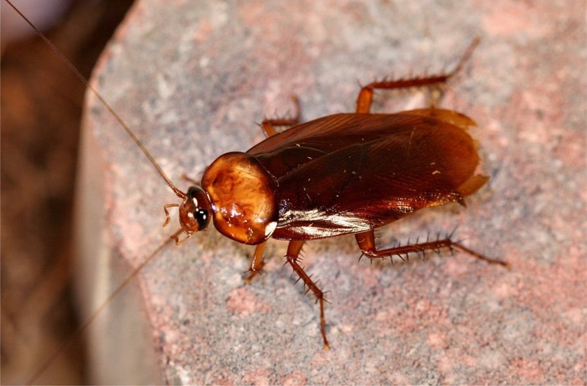  Healing Tips: Dealing With Roach Bites
