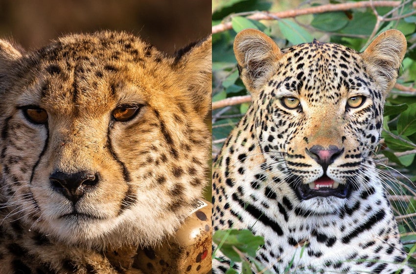 Cheetah vs. Leopard: What Are the Key Differences?