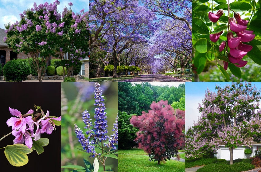  Yard Landscaping: 10 Breathtaking Trees With Purple Flowers