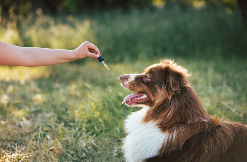  Effectiveness Of CBD For Dog Anxiety