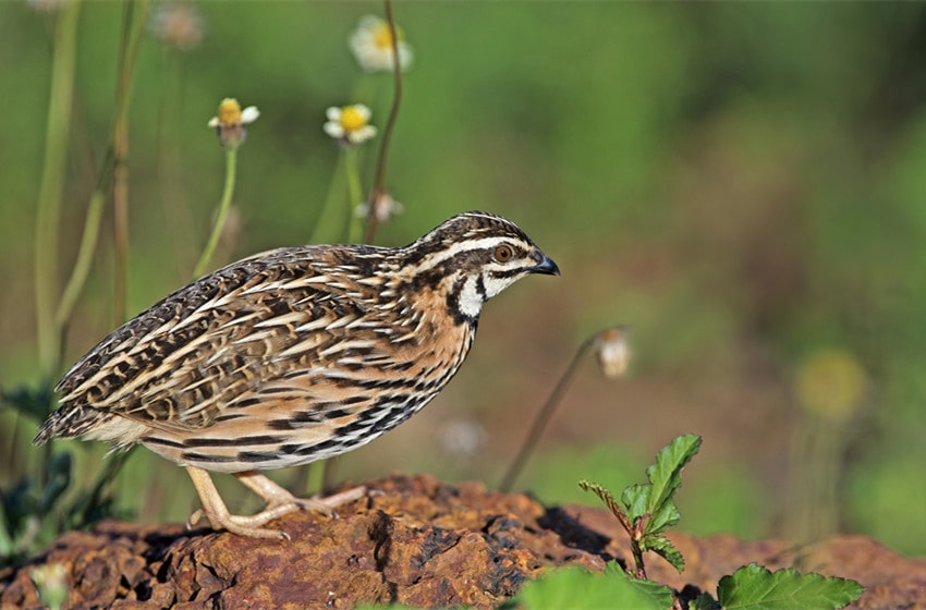  Coturnix Quail: The Perfect Addition to Your Homestead or Farm