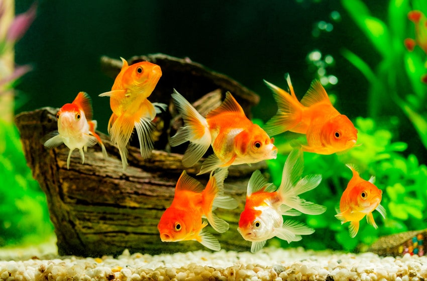  What Should You Know Before Purchasing a Fish Tank