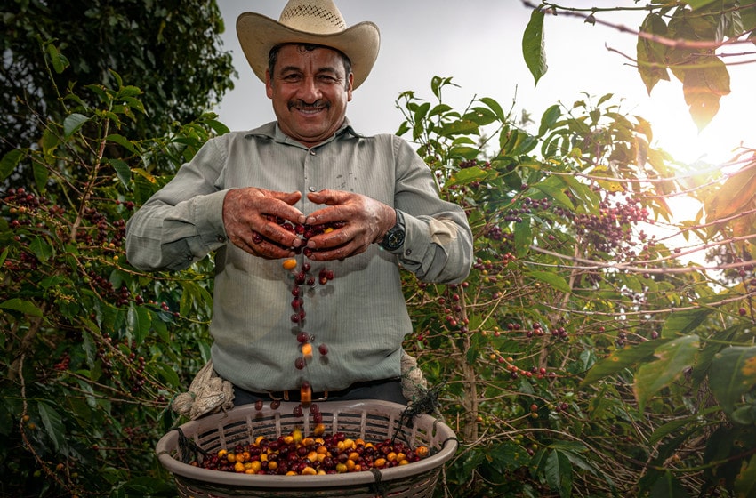  The Transformative Impact of Colombian Coffee on Sustainable Agriculture