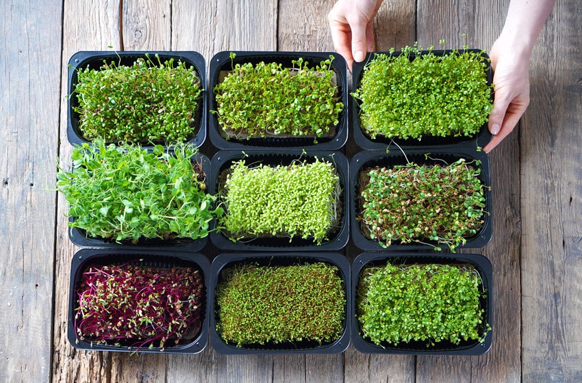  Growing Microgreens Hydroponically: A Comprehensive Guide