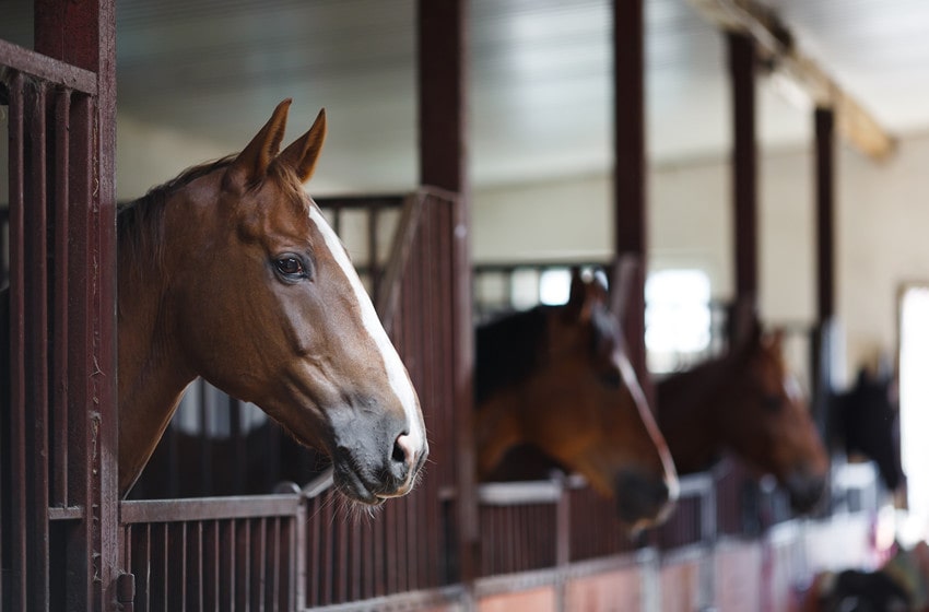  Taking Care of Horses on Your Virginia Property